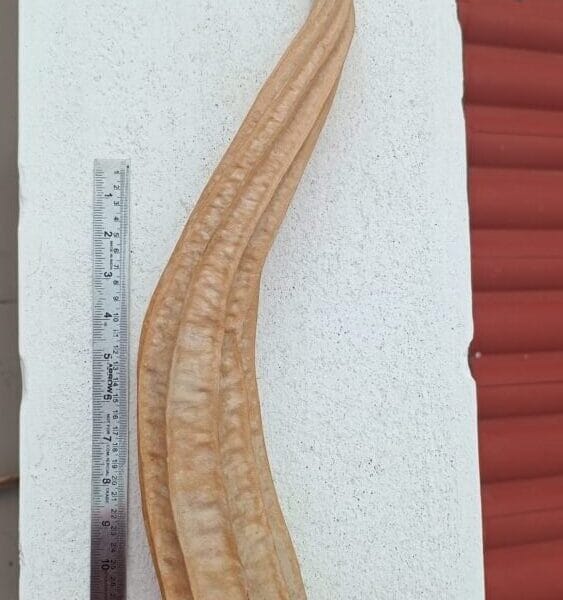 Ridgegourd medium local op seeds