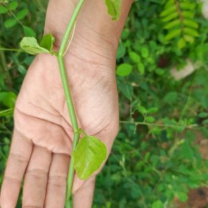 Veldt Grapes Urttu Pirandai (3)
