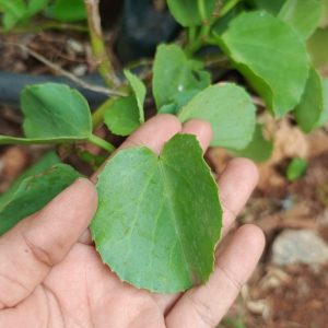 Veldt Grapes Leaf Pirandai (4)