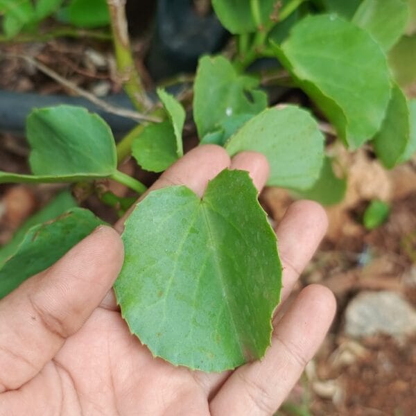 Veldt Grapes Leaf Pirandai (4)