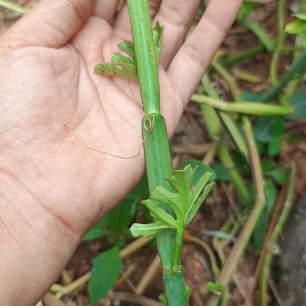 Veldt Grapes Pattai Pirandai
