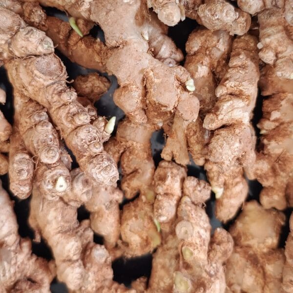 Kolli Desi Ginger Rhizome seeds
