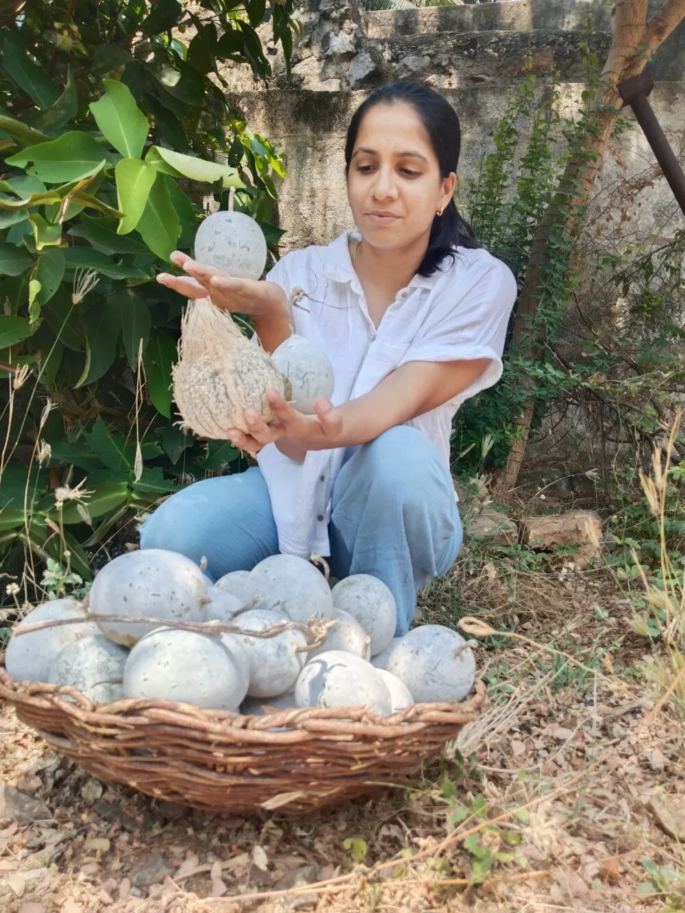Nei Kumbalam Medicinal Ash Gourd vegetable seeds