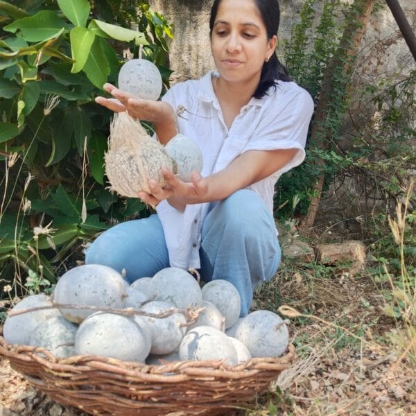 Nei Kumbalam Medicinal Ash Gourd vegetable seeds