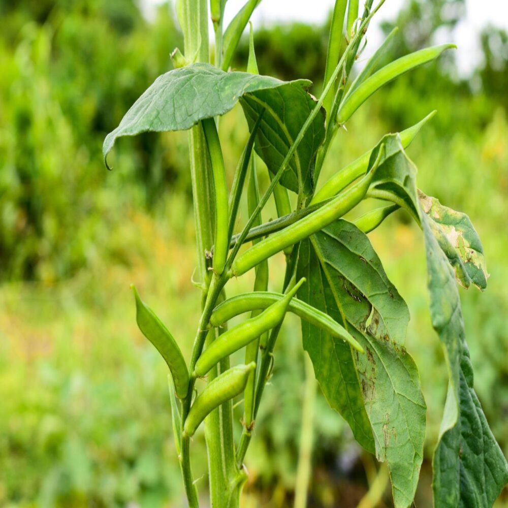 Cluster Beans Short Local Gardening Seeds