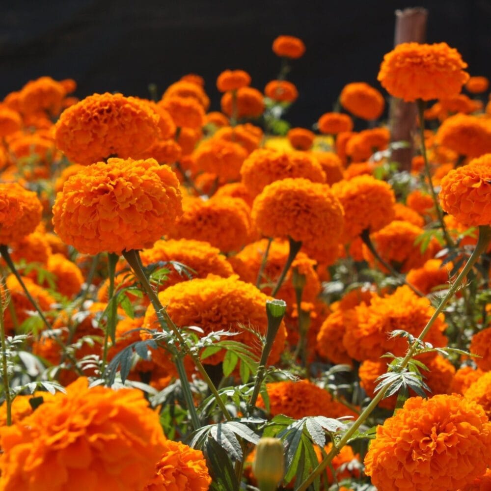Marigold African Orange flower seeds