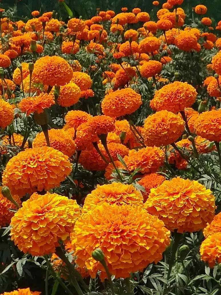 Marigold African Orange flower seeds