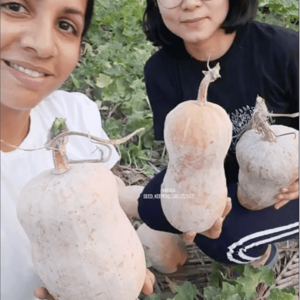Local Ural Pumpkin Vegetable seeds