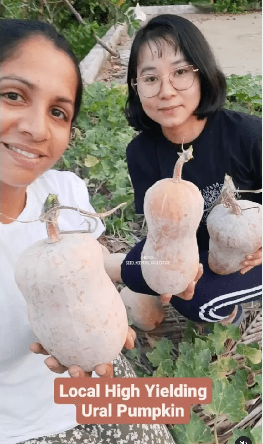 Local Ural Pumpkin Vegetable seeds