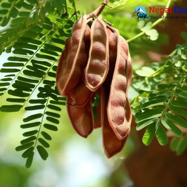 Seekakai Acacia consinna tree seeds
