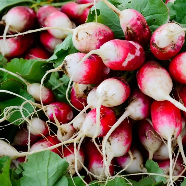 Radish Half Red open pollinated seeds
