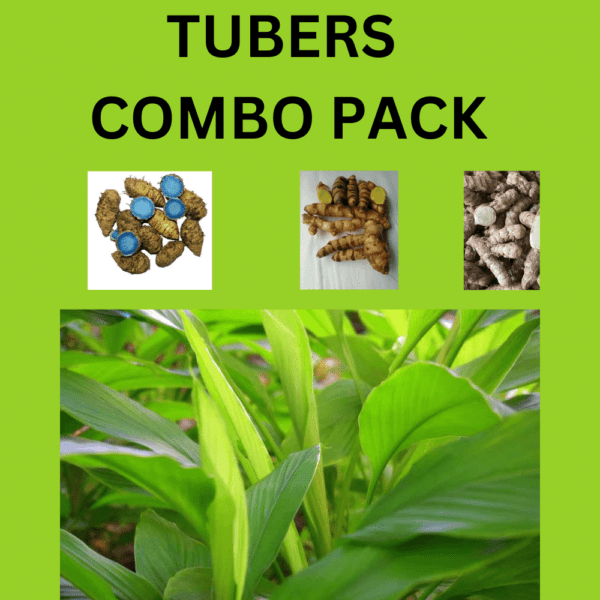 Native TUBERS Seeds Combo Pack