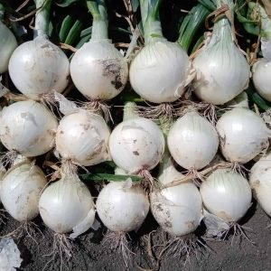GI Tagged Native Alibaug White Onion seeds