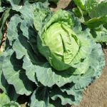 Cabbage Golden Acre OP Gardening Seeds