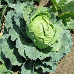 Cabbage Golden Acre OP Gardening Seeds