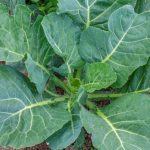 Collard Green Seemai Parattai Keerai seeds