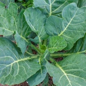 Collard Green Seemai Parattai Keerai seeds
