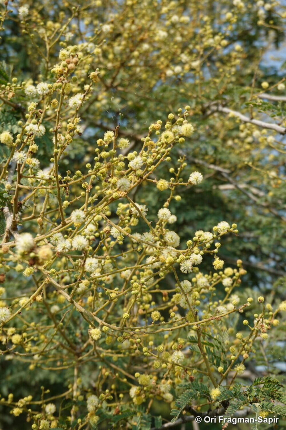 Safed kikar Acacia leucophloea tree seeds