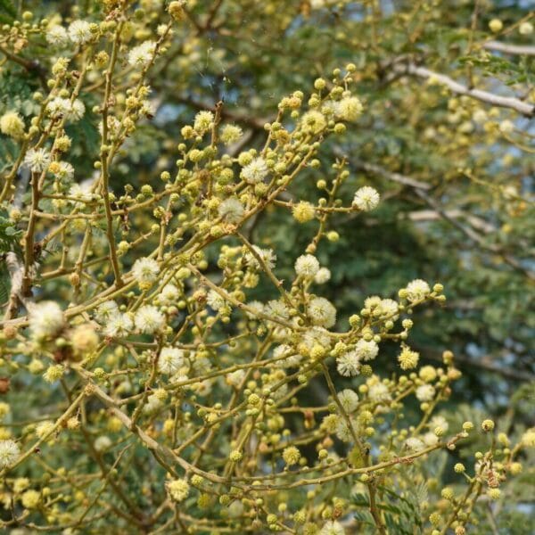 Safed kikar Acacia leucophloea tree seeds