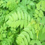 Nitrogen fixing Gliricidia Fodder Seeds