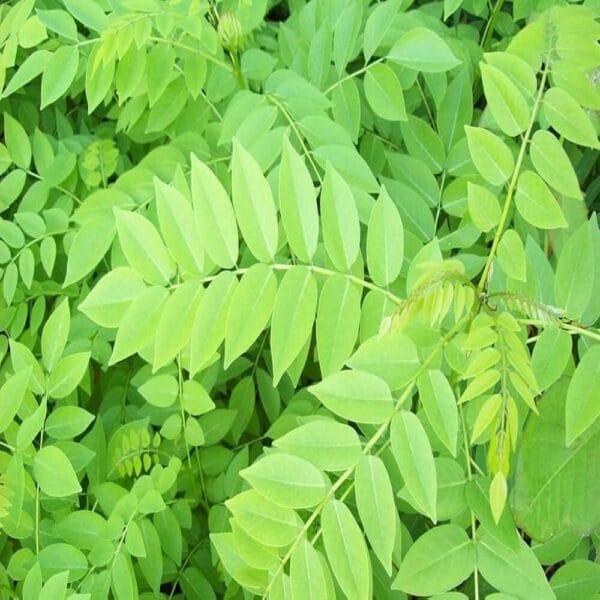 Nitrogen fixing Gliricidia Fodder Seeds