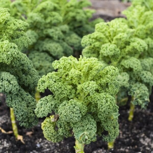 Kale Green open pollinated seeds