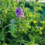 Premium Alfalfa Seeds Online