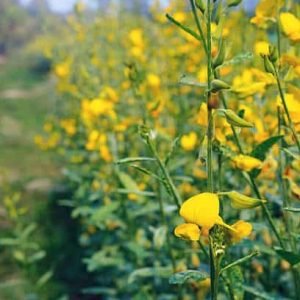 Sunhemp seeds for healthier soil