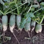 Heirloom Green Meat Radish Seeds