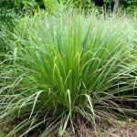 Lemon Grass Live plant for gardening