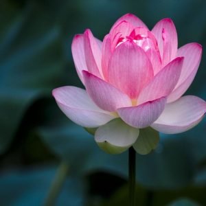 Desi Lotus flower seeds