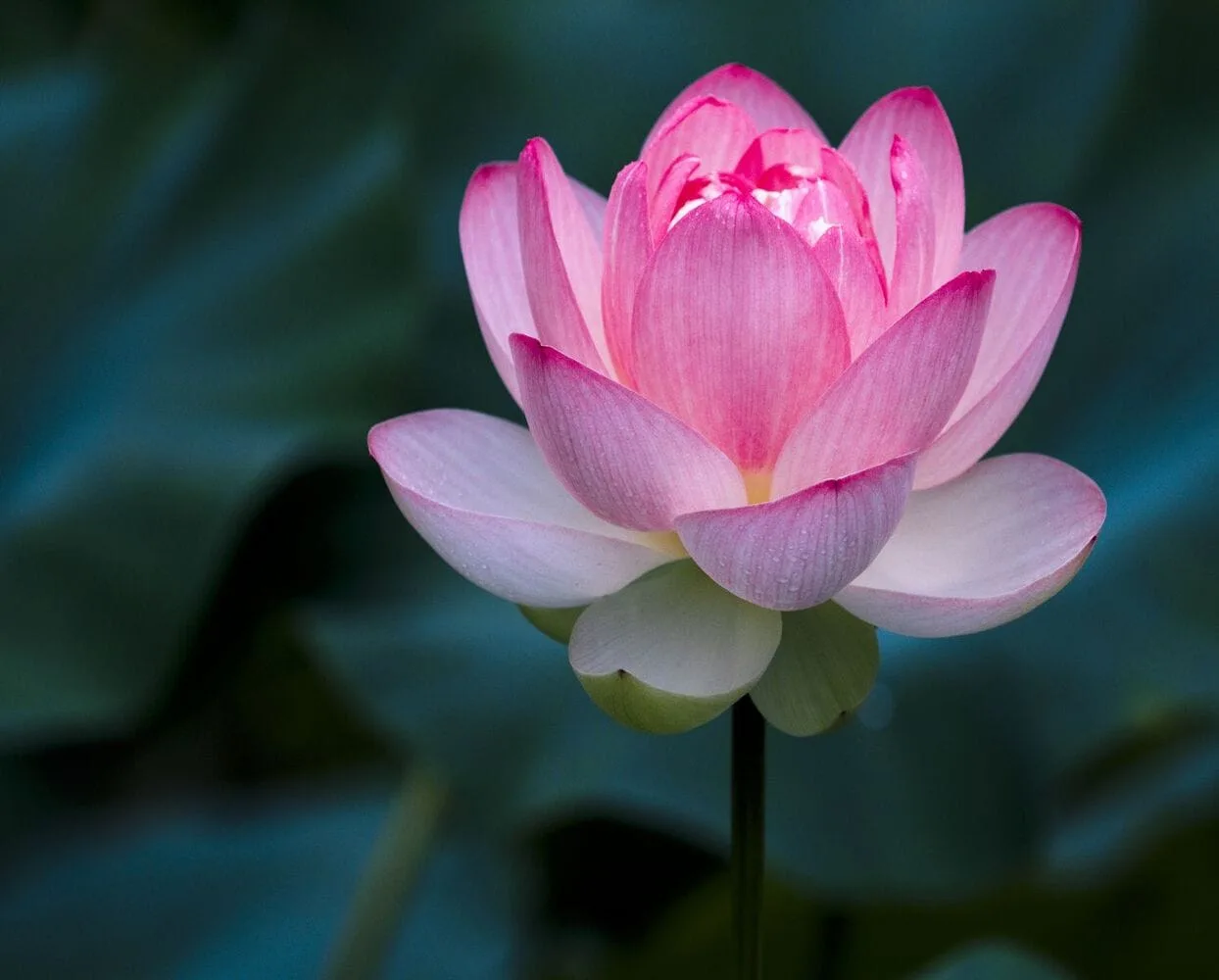 Desi Lotus flower seeds