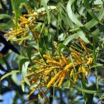 New Sagvan Acacia Springvale tree seeds