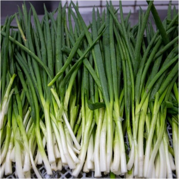 Spring Onion open pollinated Seeds