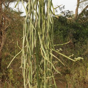 Veldt Grapes (Cissus quadrangularis)