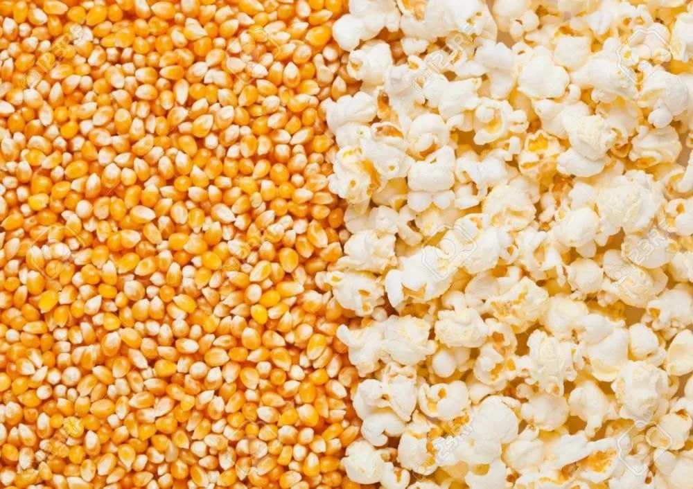 Native Popcorn Maize Seeds