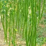 Srilanka native Drumstick Jaffna Yazhpana moringa seeds