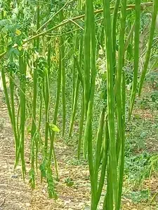 Srilanka native Drumstick Jaffna Yazhpana moringa seeds