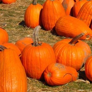 Heirloom Halloween Pumpkin Vegetable seeds