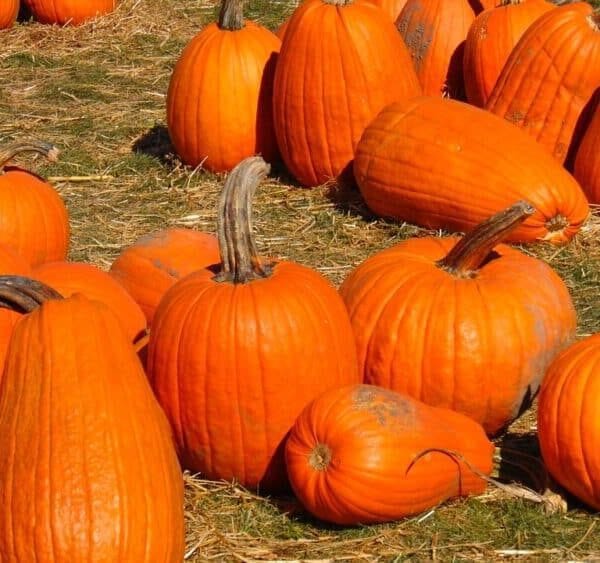 Heirloom Halloween Pumpkin Vegetable seeds
