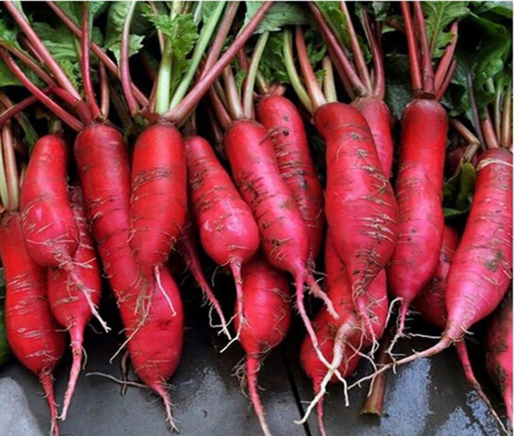 Radish Red Long open pollinated seeds