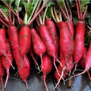 Radish Red Long open pollinated seeds