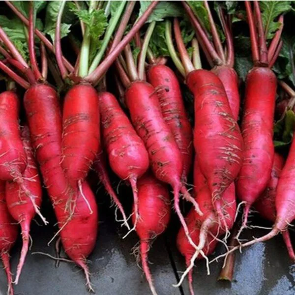 Radish Red Long open pollinated seeds