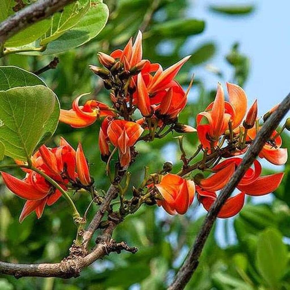 Butea Monosperma Flame of the forest tree seeds