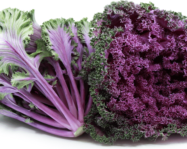 Kale Purple open pollinated seeds