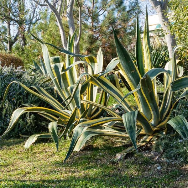 American Agave