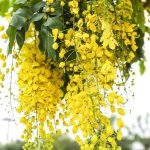 Cassia Fistula Golden shower tree seeds