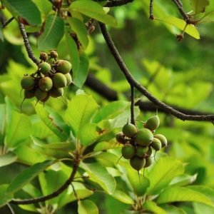 Mahuva (Madhucal Longifolia)