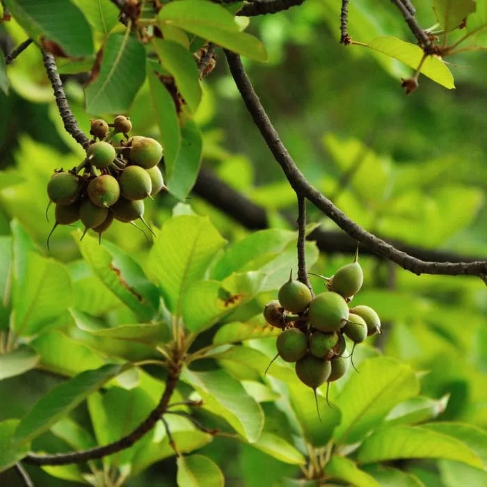 Mahuva (Madhucal Longifolia)