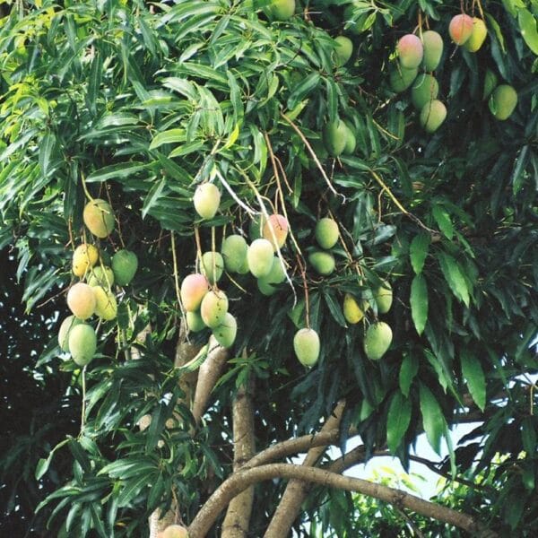 Mango (Mangifera Indica)